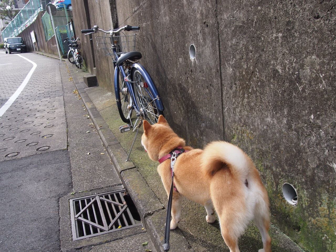 创新型青少年足球项目在多地区试点推广，为行业注入新动力，申报全国青少年足球特色学校材料