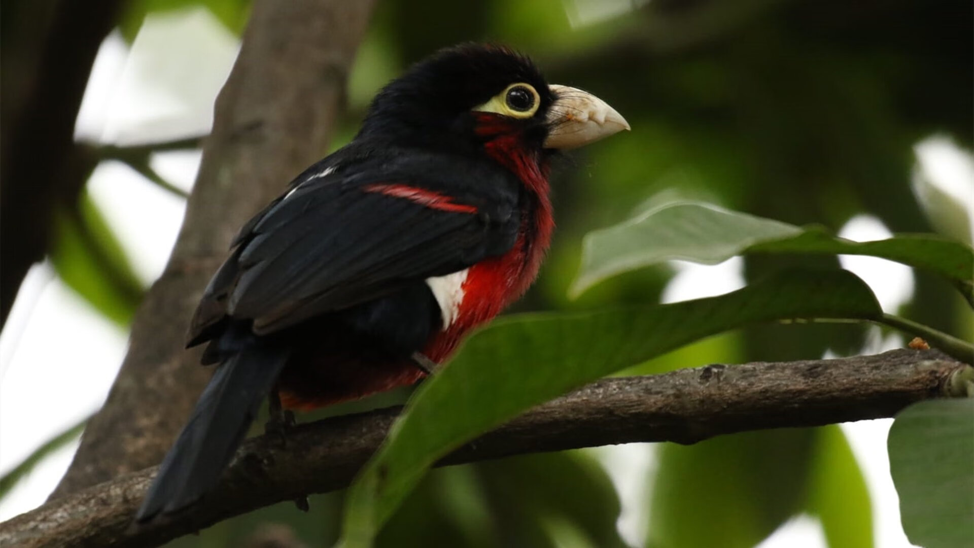 开云官方网站-意大利在国家联赛中2-1击败克罗地亚，锁定小组第一。，意大利vs克罗地亚历史战绩