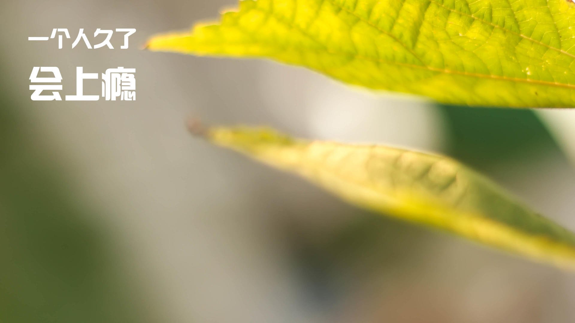 kaiyun体育综合-意甲传来好消息，联赛商业价值不断提升，意甲联赛简介